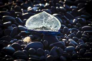 Jellyfish on Rialto Beach-2318